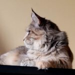 Violet of Maine Coon Castle