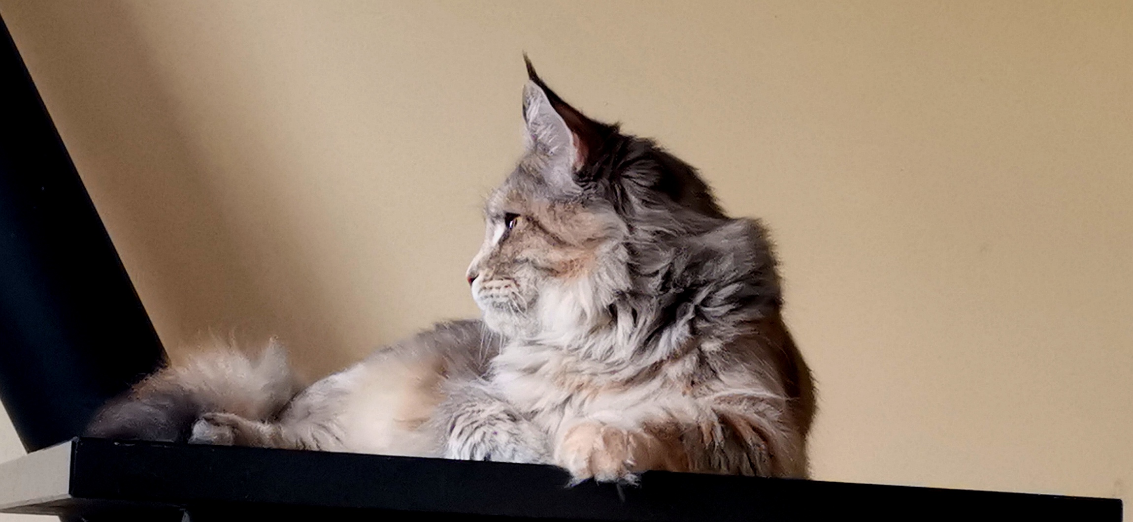 Violet of Maine Coon Castle