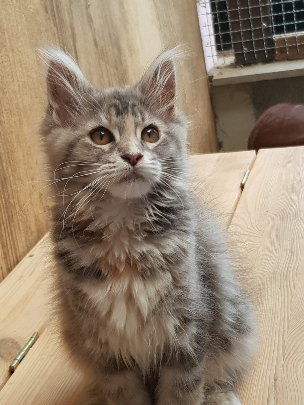 Kitten B-Wurf