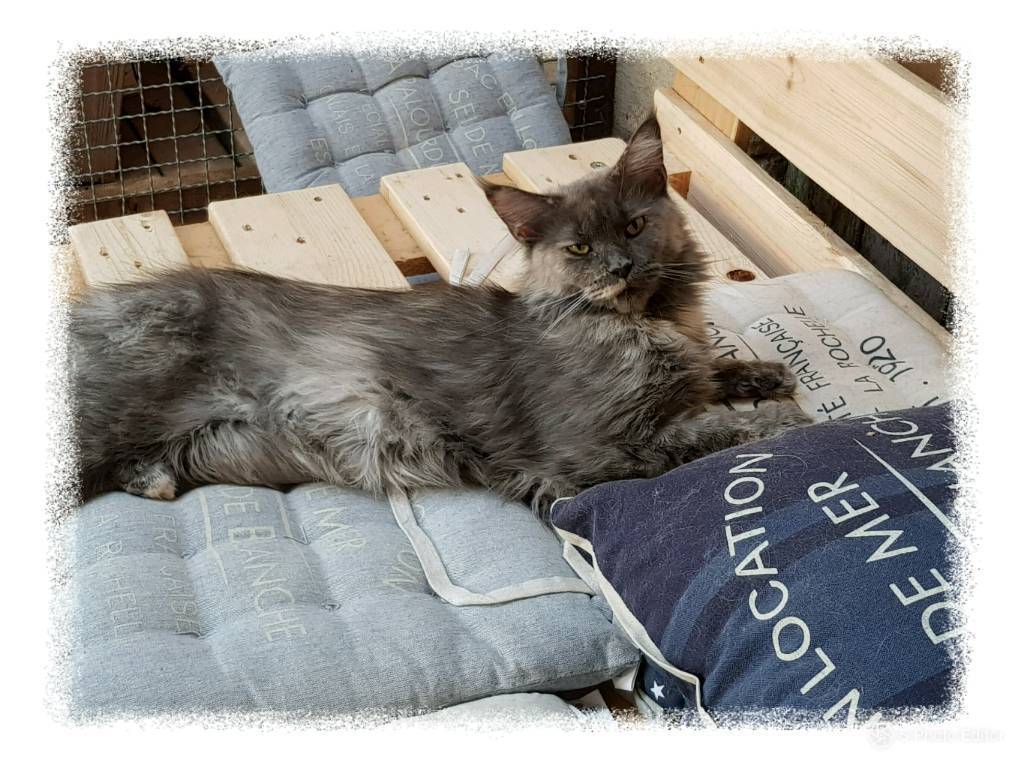 Main Coon Katzenzucht Arya