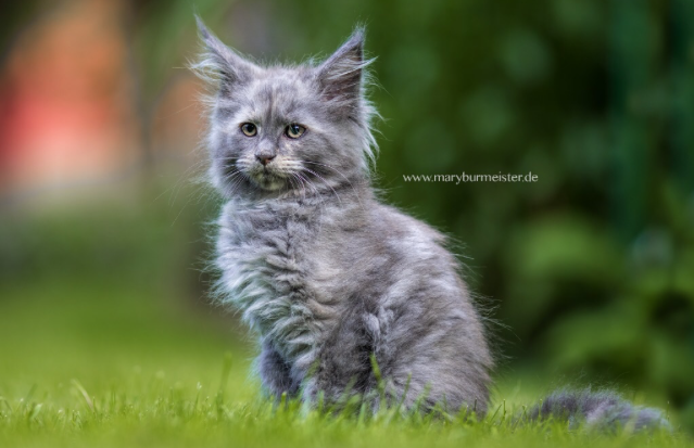 Main Coon Katzenzucht Anouk