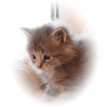 Kitten B-Wurf