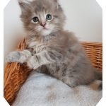 Kitten B-Wurf