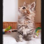 Kitten B-Wurf