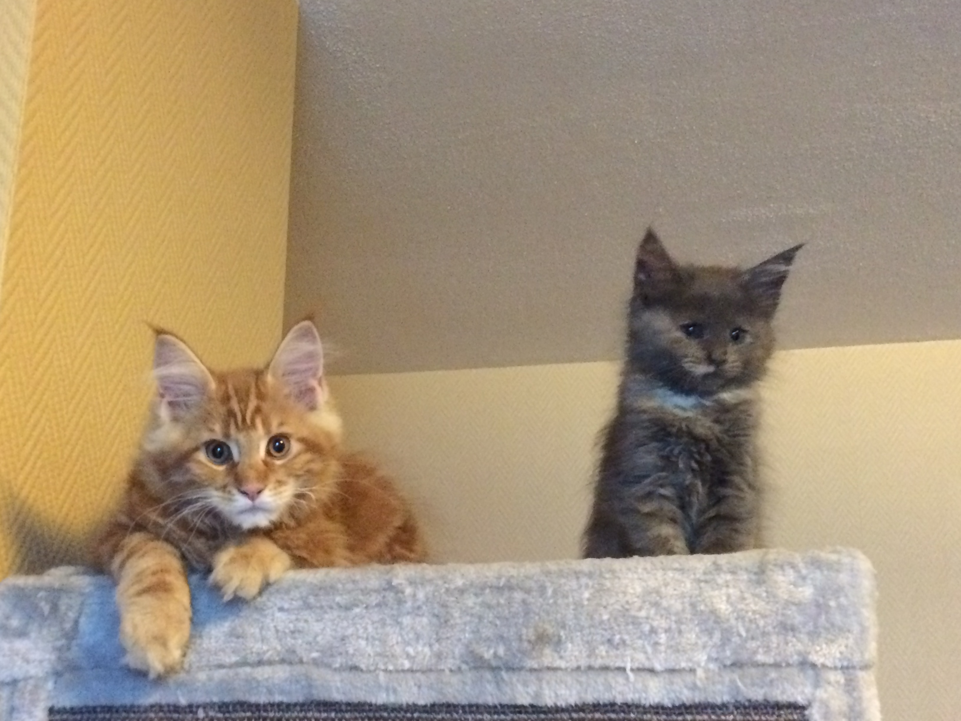 Main Coon Katzenzucht Undercover und Arya